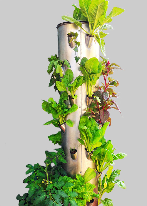 Macsxperts Hydroponics Garden Solutions in Bengaluru, India - Fresh Leafy Vegetables, Herbals, Flowers, Fruits in Rooftop, Balcony, Terrace Garden