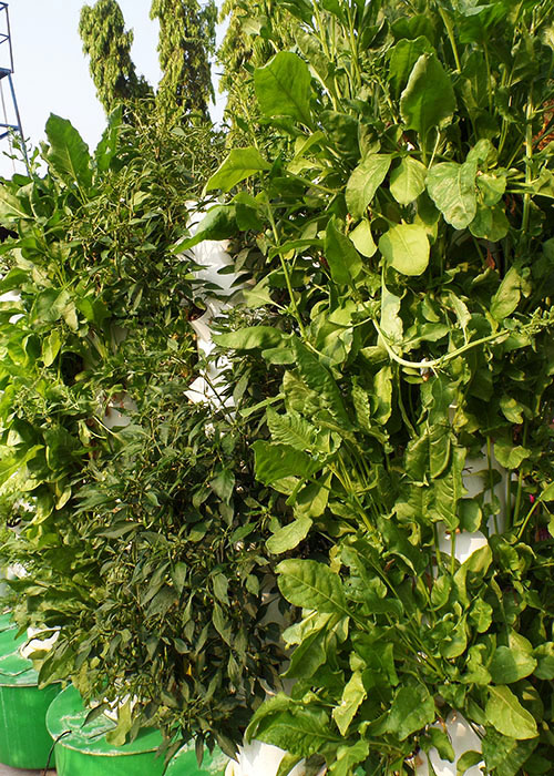 Macsxperts Hydroponics Garden Solutions in Bengaluru, India - Fresh Leafy Vegetables, Herbals, Flowers, Fruits in Rooftop, Balcony, Terrace Garden